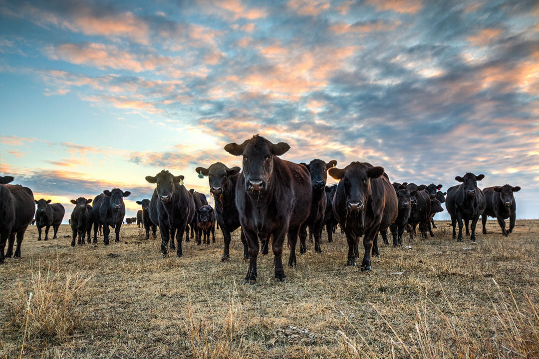 Livestock Equipment